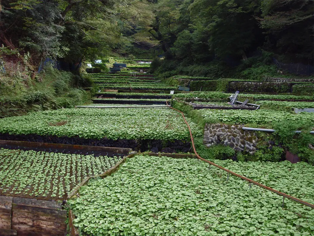 Un champ de wasabi dans la péninsule d'Izu, Japon.